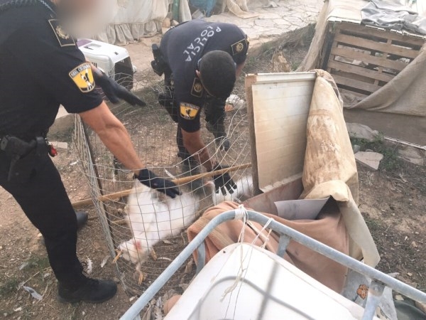 Desmantelan un criadero ilegal de gallos de pelea en Altabix