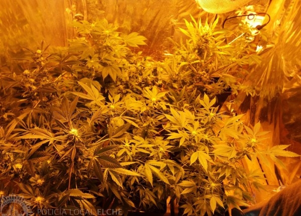 Descubierto cultivo de marihuana para tráfico de estupefacientes