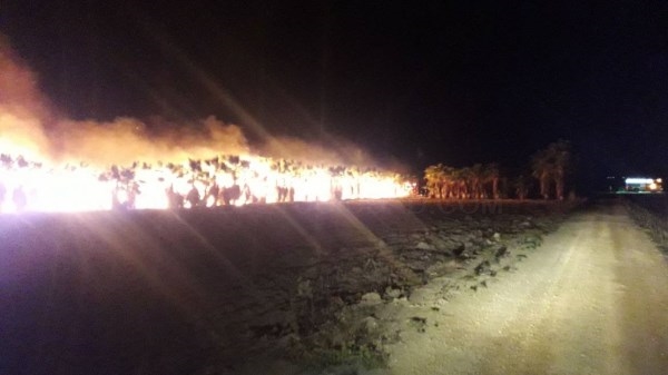 Incendio en huerto de palmeras en las cercanías de El Hondo