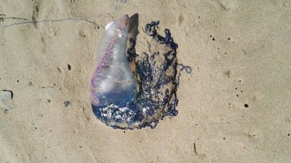 Cierre playas de El Altet, Arenales del Sol y Carabassí