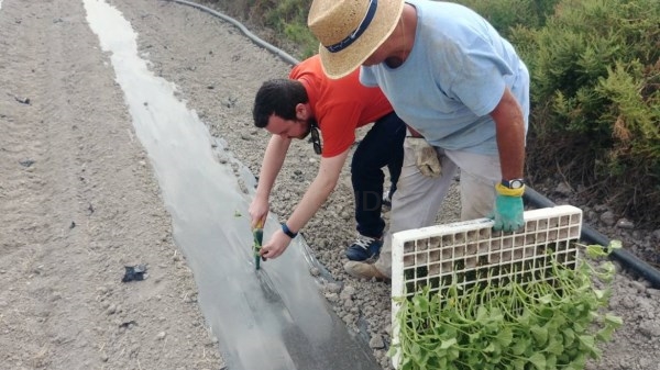 El Parque Natural Agrario de los Carrizales estima una producción de 400.000 melones