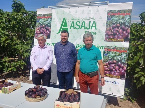 El Camp d’Elx espera producir más de un millón de kilos de brevas y un millón y medio de kilos de higos