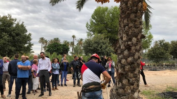 La cooperativa Datelx espera cosechar este año más de 15.000 kilos de dátiles
