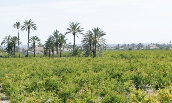 El alcalde de Elche apoya las reivindicaciones de los regantes y afirma que el envío de agua es vital para el sur de la provincia y el Camp d’Elx