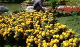 Xerrada: Trucs pràctics de jardineria