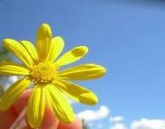 Propostes de Primavera 2011