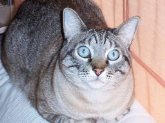 Las colonias de gatos en la ciudad