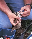 Escuela de Otoño. Descubre las aves. Jornadas de Anillamiento Científico