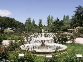 Concurso Popular "Rosa de Madrid 2011"