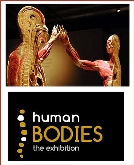 Exposición Human Bodies