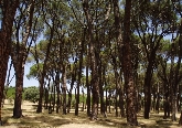 Escuela de Otoño. Itinerarios y visitas. Casa de Campo