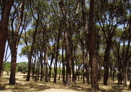 Senderismo por la Casa de Campo