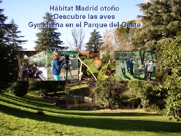 Hábitat Madrid otoño. Descubre las aves. Gymkhana en el Parque del Oeste