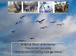 Hábitat Madrid invierno. Descubre las aves. Itinerarios ornitológicos guiados