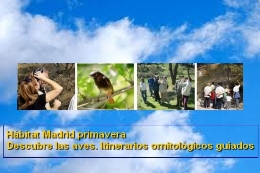 Hábitat Madrid primavera. Descubre las aves. Itinerarios ornitológicos guiados