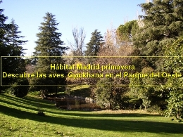Hábitat Madrid primavera. Descubre las aves. Gymkhana en el Parque del Oeste