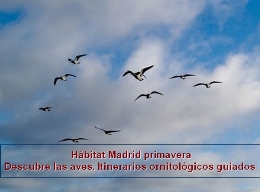 Hábitat Madrid primavera. Descubre las aves. Itinerarios ornitológicos guiados