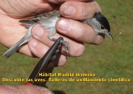 Hábitat Madrid invierno. Descubre las aves. Talleres de anillamiento científico