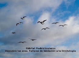 Hábitat Madrid invierno. Descubre las aves. Talleres de iniciación a la Ornitología