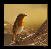 Descubre las Aves
