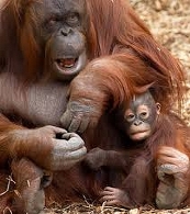Semana del Orangután