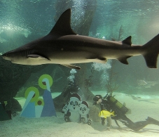 Belén acuático de tiburones