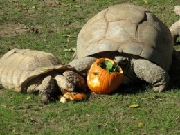 Halloween en el Zoo Aquarium
