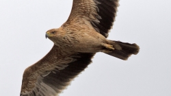Villaviciosa de Odón alza el vuelo con el Festival del Águila Imperial