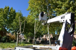 Comienzan las labores de poda del arbolado urbano en Villanueva de la Cañada