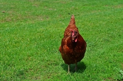 El sector de aves, huevos y caza se integra en el programa “Buenas Prácticas” del Ayuntamiento