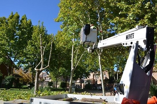 Comienzan las labores de poda del arbolado urbano en Villanueva de la Cañada