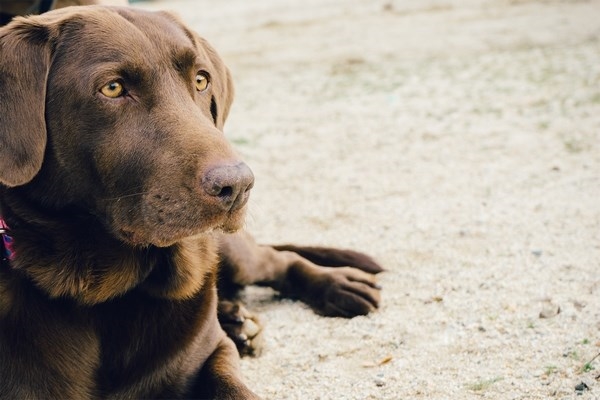 Madrid Salud informará sobre la adopción y tenencia responsable de animales