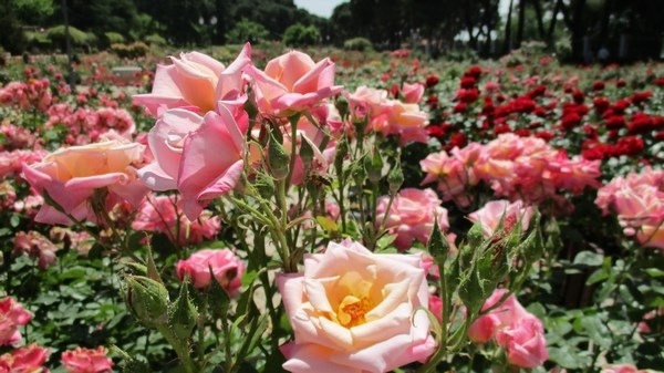 Los madrileños eligen “La Rosa de Madrid”