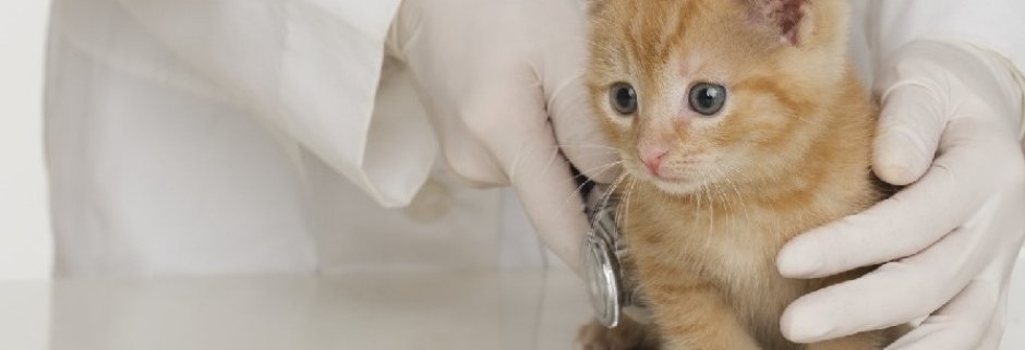Clínica Veterinaria Villén