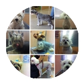 Clínica Veterinaria Villén