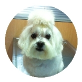 Clínica Veterinaria Villén