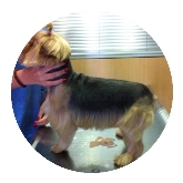 Clínica Veterinaria Villén