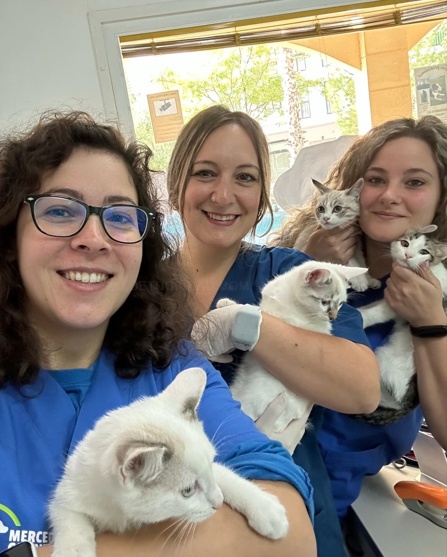 clínicas veterinarias mérida, consultas veterinarias mérida, comida para animales mérida