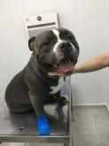 Clínica Veterinaria Mercedes Grande