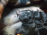 Clínica Veterinaria Mercedes Grande