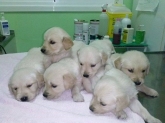 Clínica Veterinaria Mercedes Grande