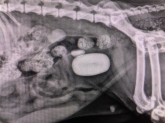 Clínica Veterinaria Mercedes Grande