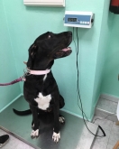 Clínica Veterinaria Mercedes Grande