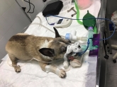 Clínica Veterinaria Mercedes Grande