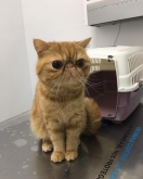 Clínica Veterinaria Mercedes Grande