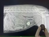 Clínica Veterinaria Mercedes Grande