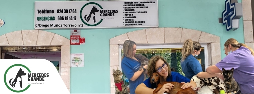 clínicas veterinarias mérida, consultas veterinarias mérida, comida para animales mérida