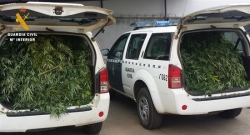 Desmantelados dos puntos de cultivo de marihuana en Lácara y Jerez de los Caballeros