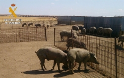 Detenido un ganadero por simular el robo de más de 400 animales para cobrar el seguro
