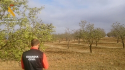 Imputado un vecino de Usagre como presunto autor del robo de 3.000 kilos de almendras